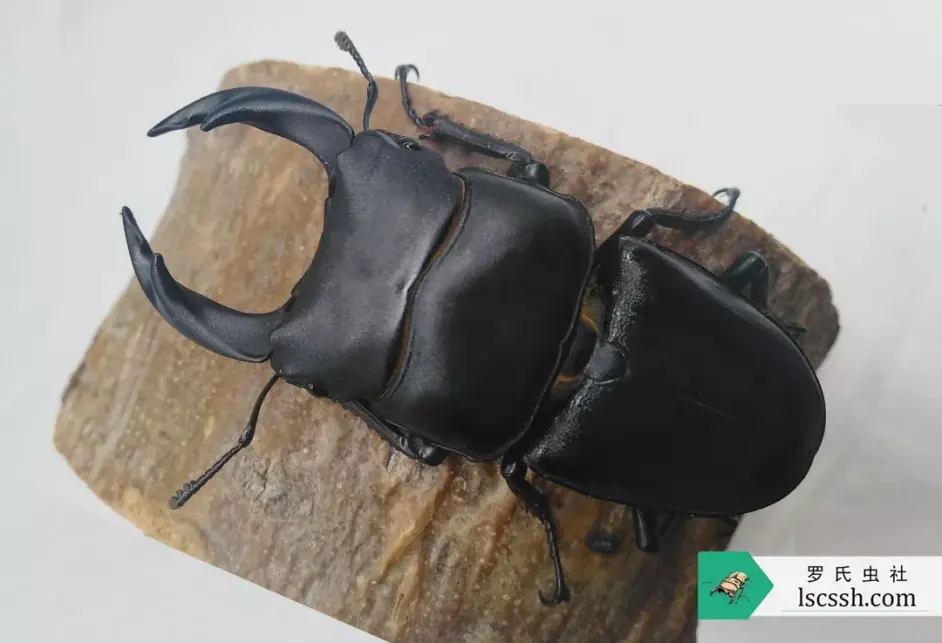 虫季一睹天目山锹甲风采中篇小刀锹和刀锹属 哔哩哔哩