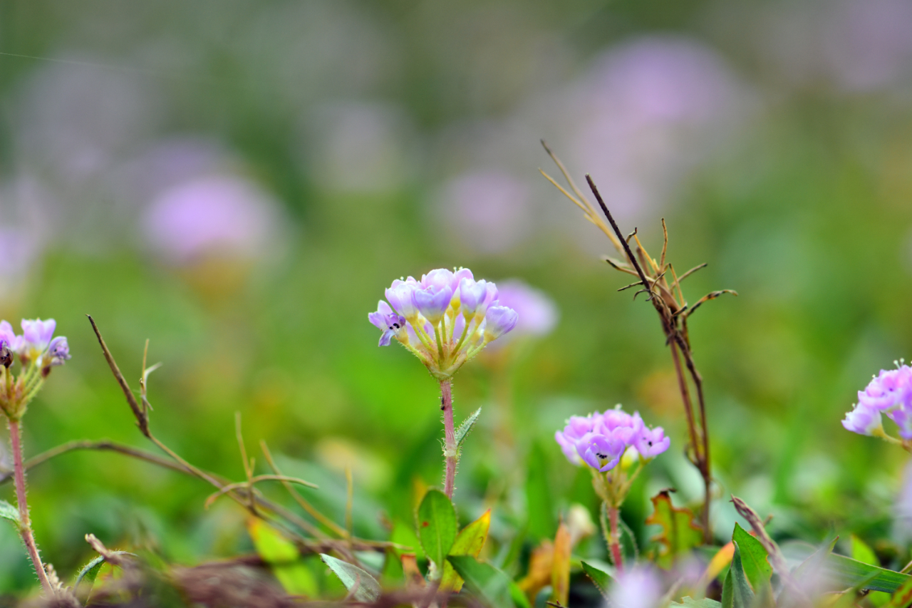 蓼子草-药用植物花谱-图片