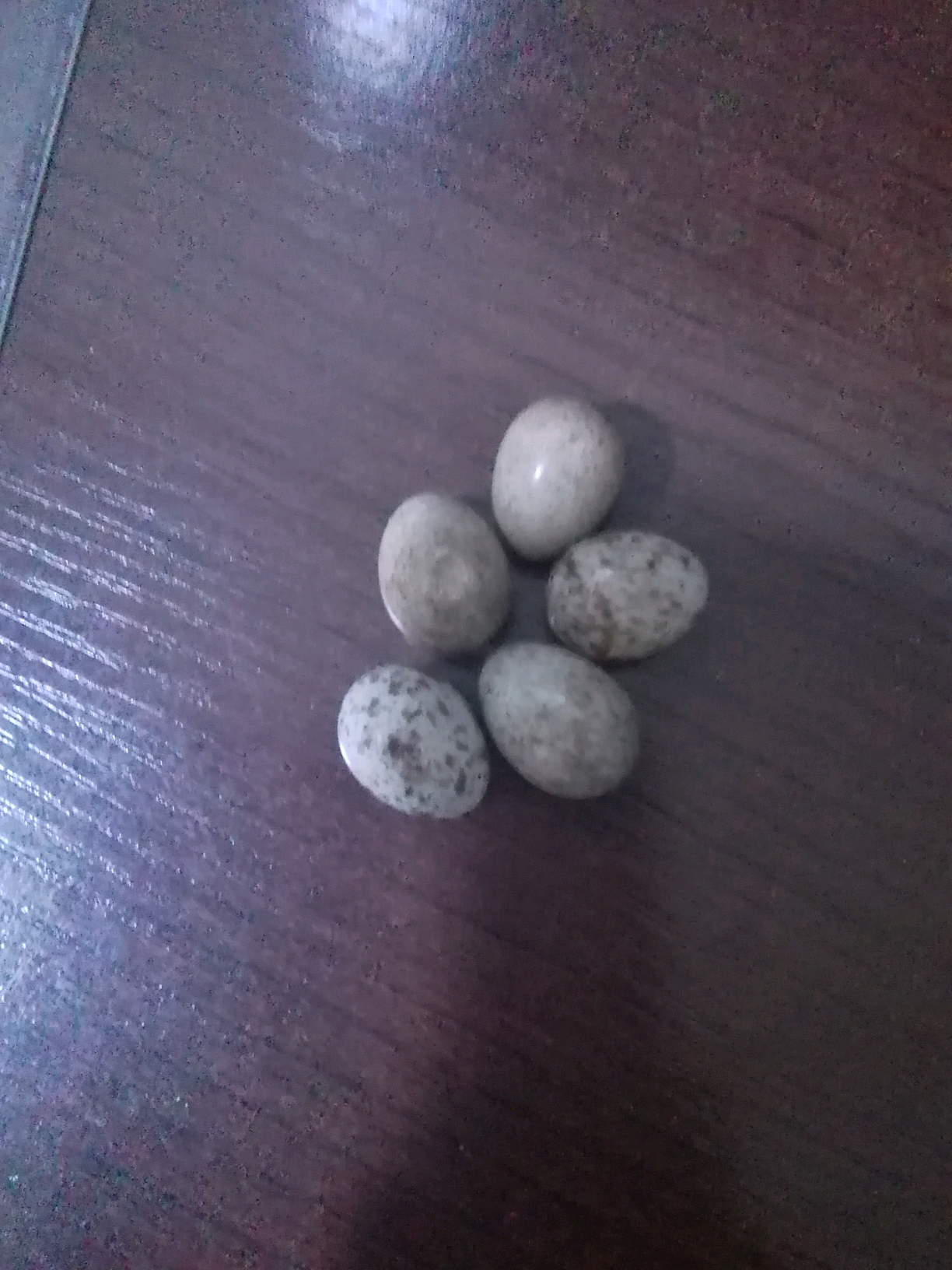 今天家里的人找到了几个小鸟蛋,麻雀的蛋,很可爱,对不对?