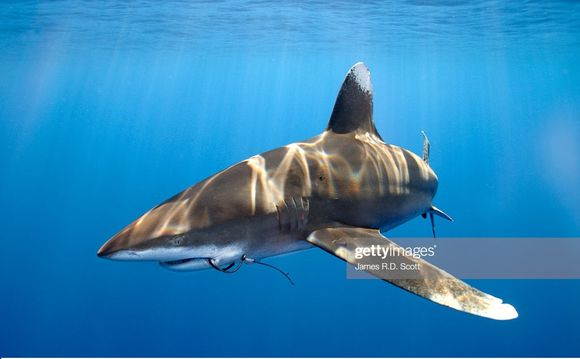 这时,来了一只嘴边挂着钩子的长鳍真鲨.