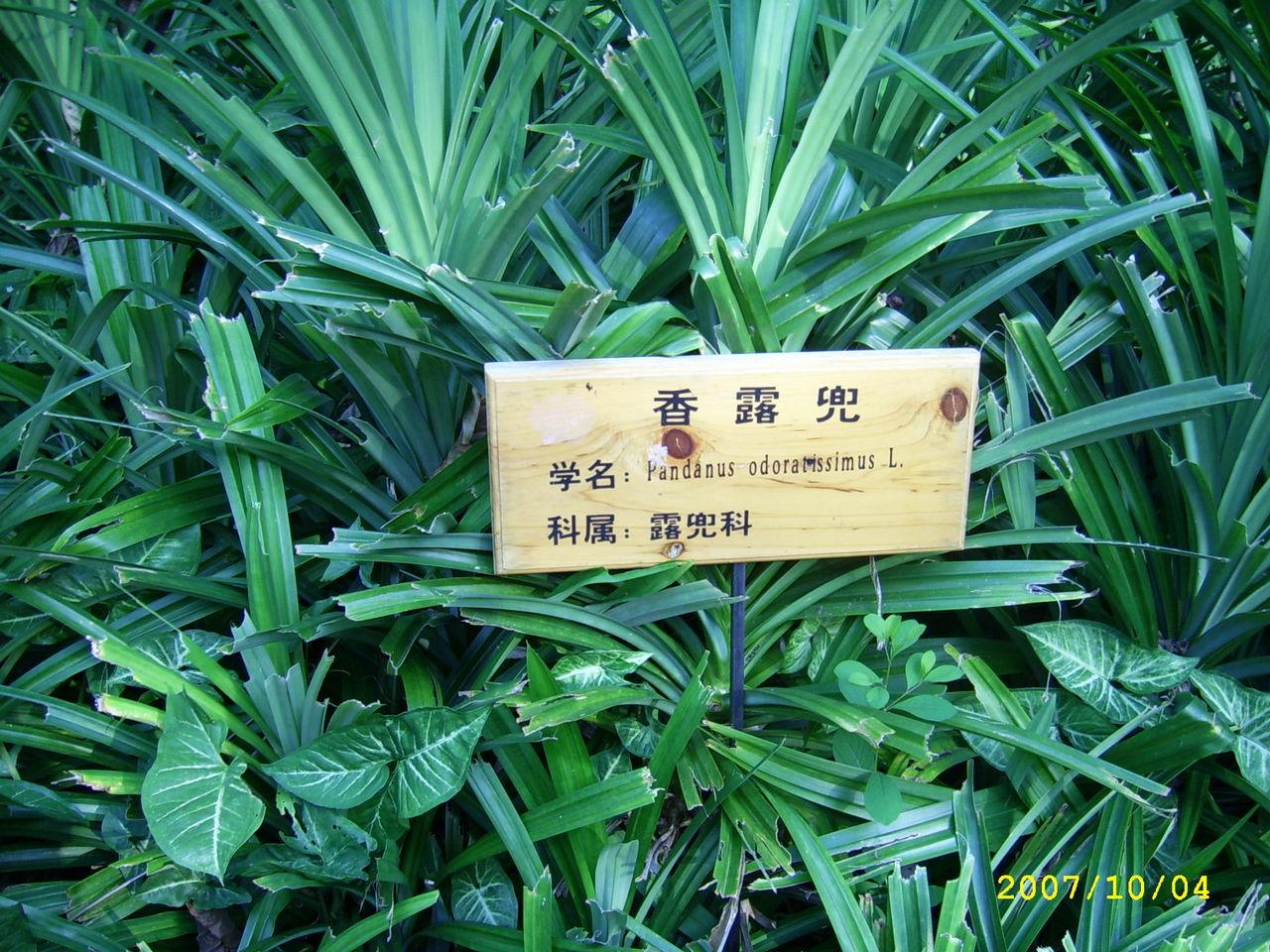 绒叶斑叶兰-神农架植物-图片