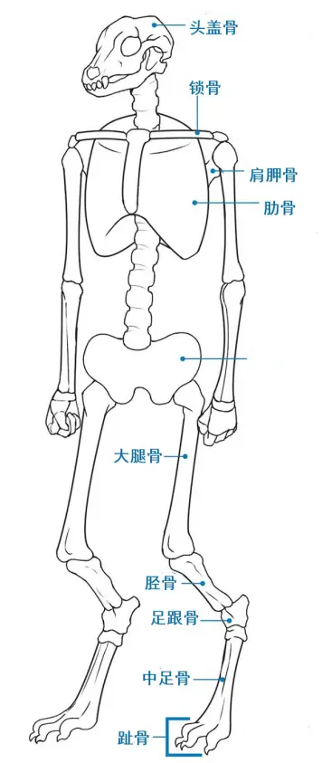 阔酱汉化 兽人的画法2 2 犬类兽人的骨骼 哔哩哔哩