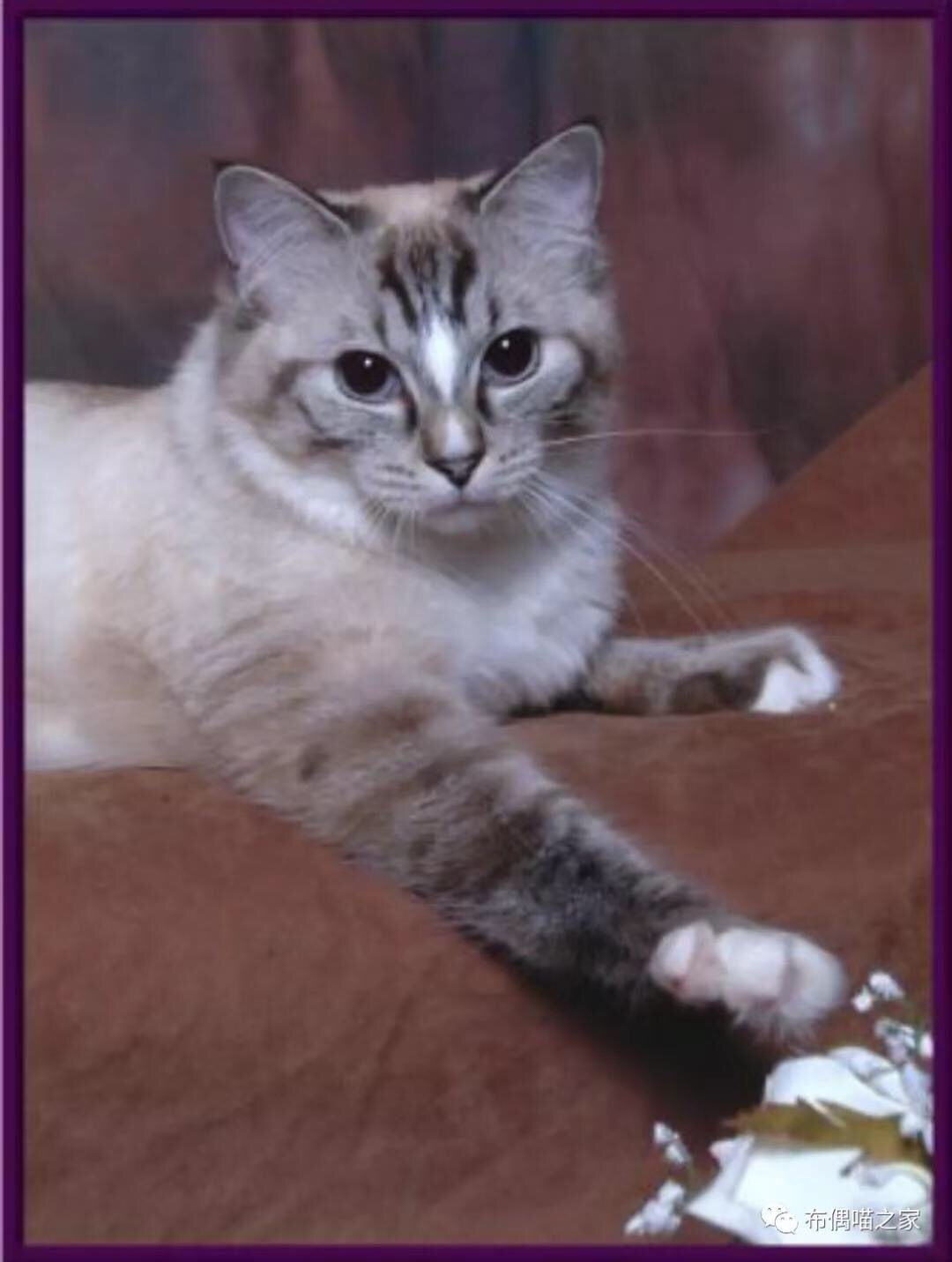 布偶猫的颜色与图案