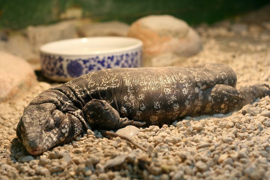 加c泰加蜥的正确饲养方式