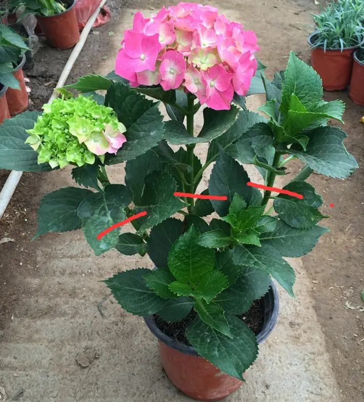 蓝妖 绣球花的修剪方法图解 好这2个细节 来年开花多又大 哔哩哔哩