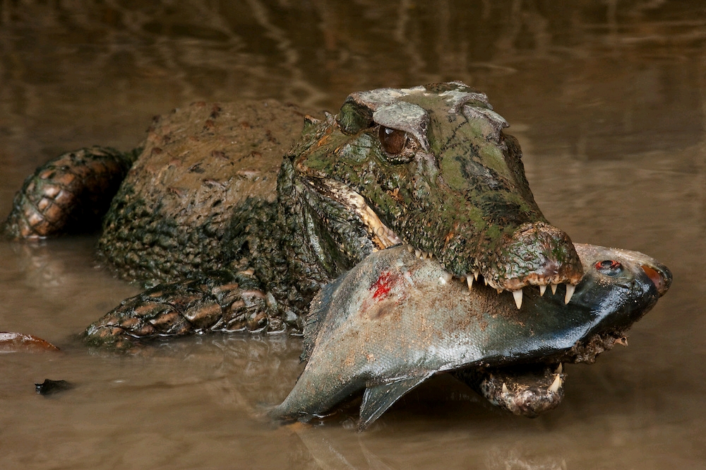 两种侏儒凯门鳄的区分附