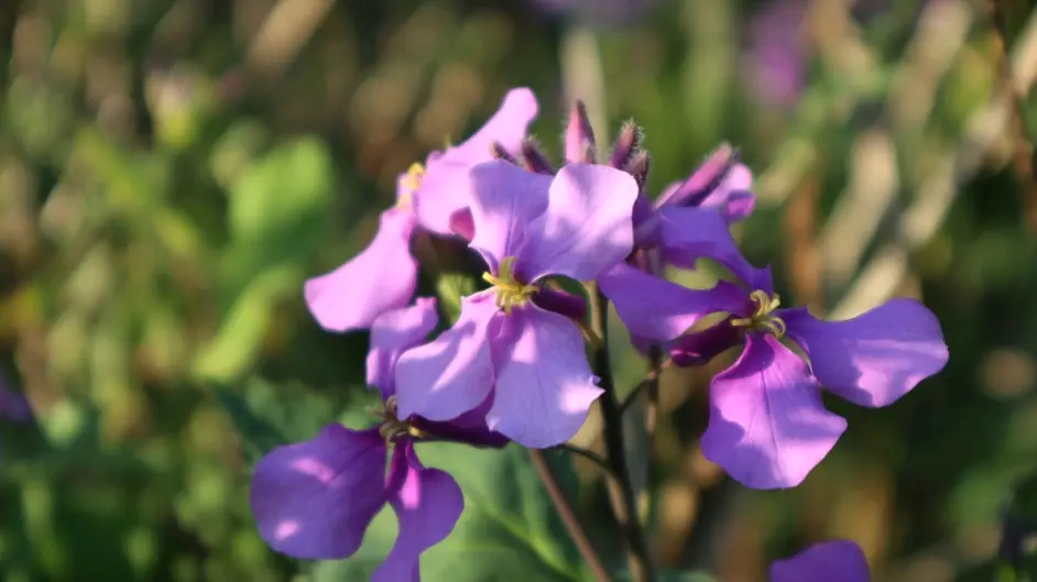 待到山花烂漫时 21早春蓝紫色系野花 哔哩哔哩