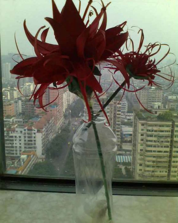 cos道具制作--3分钟教你如何折彼岸花