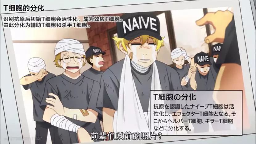 连载别光顾看血小板听carl老师给你讲工作细胞3