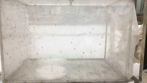 三类宝宝驱蚊手环测评：人肉测试，看看到底有没有用？