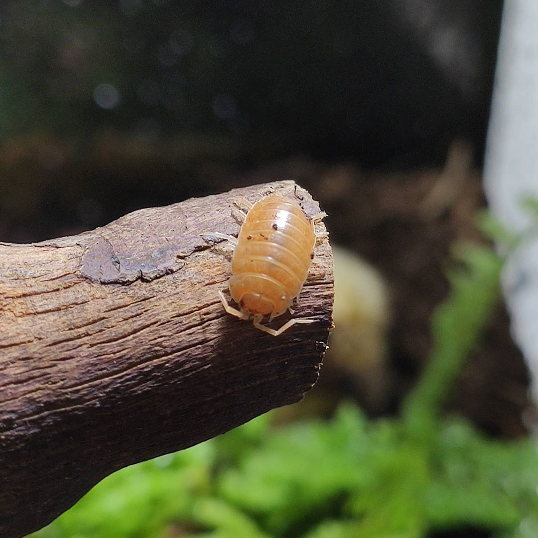 西瓜蟲也能當寵物,觀賞鼠婦的飼養