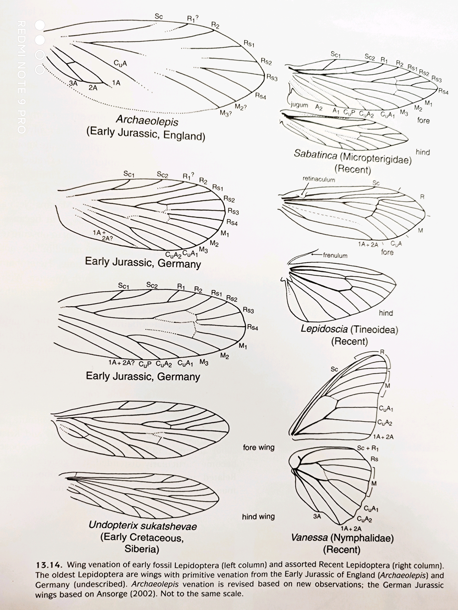 奇迹装甲(1.1)最熟悉的鳞翅目,最陌生的鳞翅目