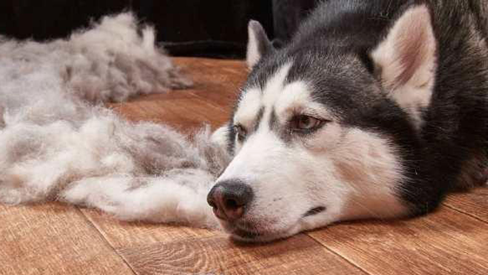 狗掉毛的可能原因很多归纳几种病理性原因您要事先了解