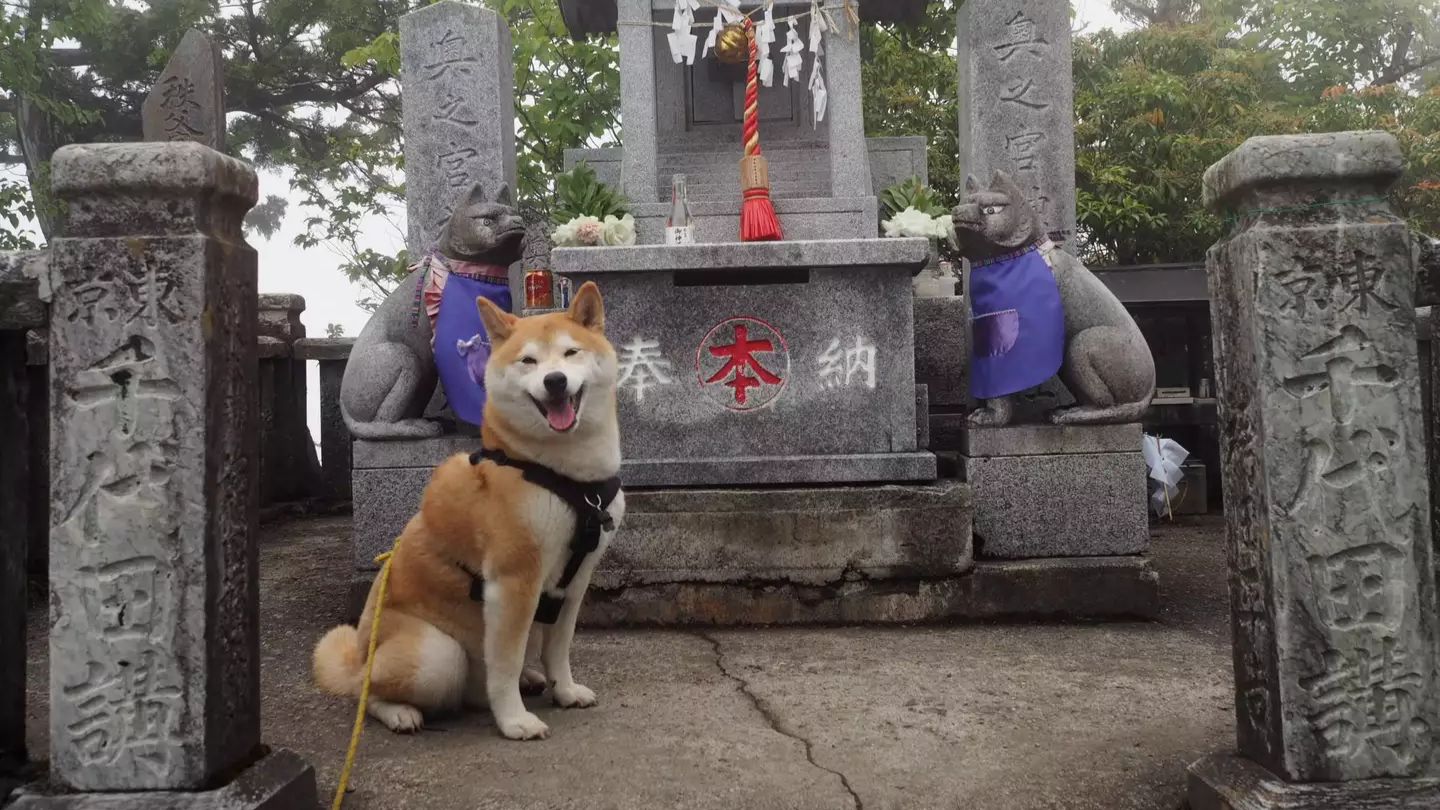 大和的果实能力幻兽种“大口真神”是什么？ - 哔哩哔哩