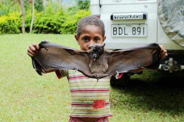 不过想想蝙蝠的样子很容易联想到老鼠