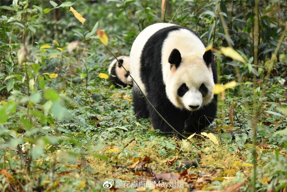 史上首次!圈养大熊猫将在成都放归 这个"琴心"妹儿野得很