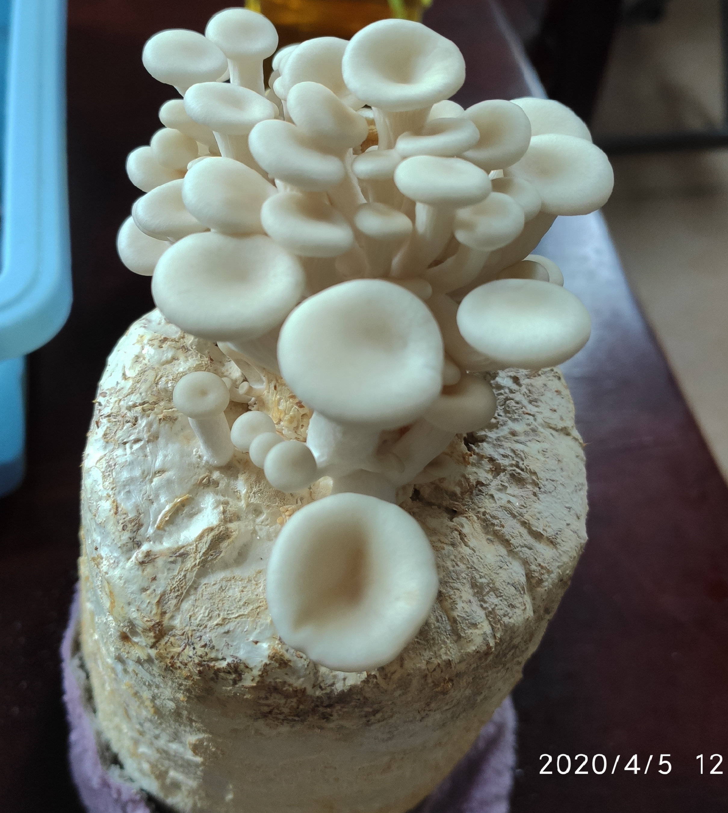蘑菇生长过程-