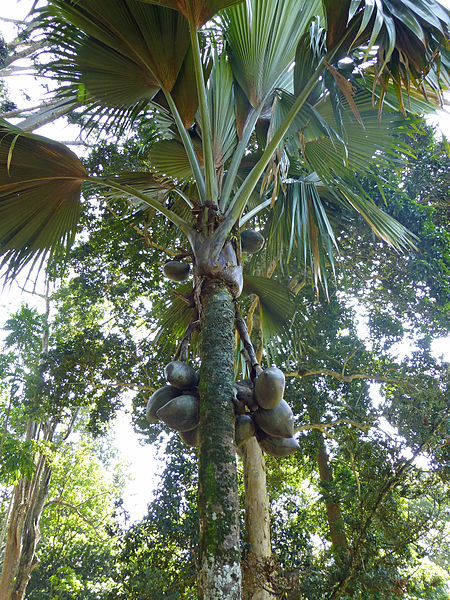 最大中脉掌状叶树木:海椰子,源于塞舌尔群岛,叶子总长达15米.