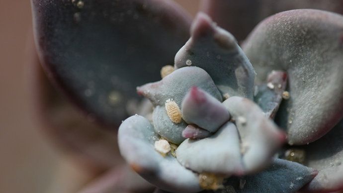 多肉长了蚧壳虫 两招搞定不复发 哔哩哔哩专栏