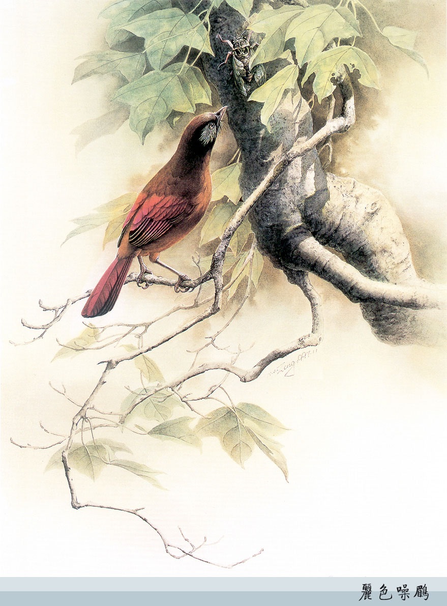 曾孝濂百鸟图欣赏