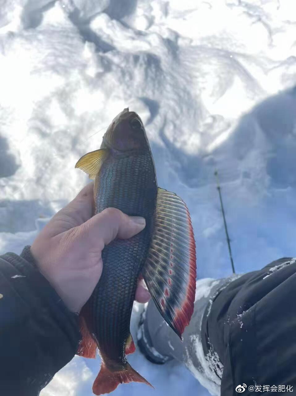 Yalu Fish 中国茴鱼属(Thymallus)简单介绍和分类整理 - 哔哩哔哩