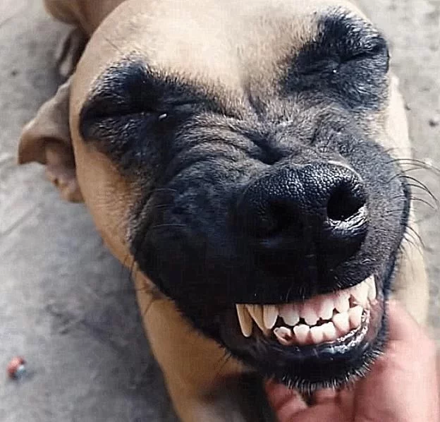 狗肉馆买下一只狗狗,抱回家后狗狗一直咧嘴笑,似乎在感激主人
