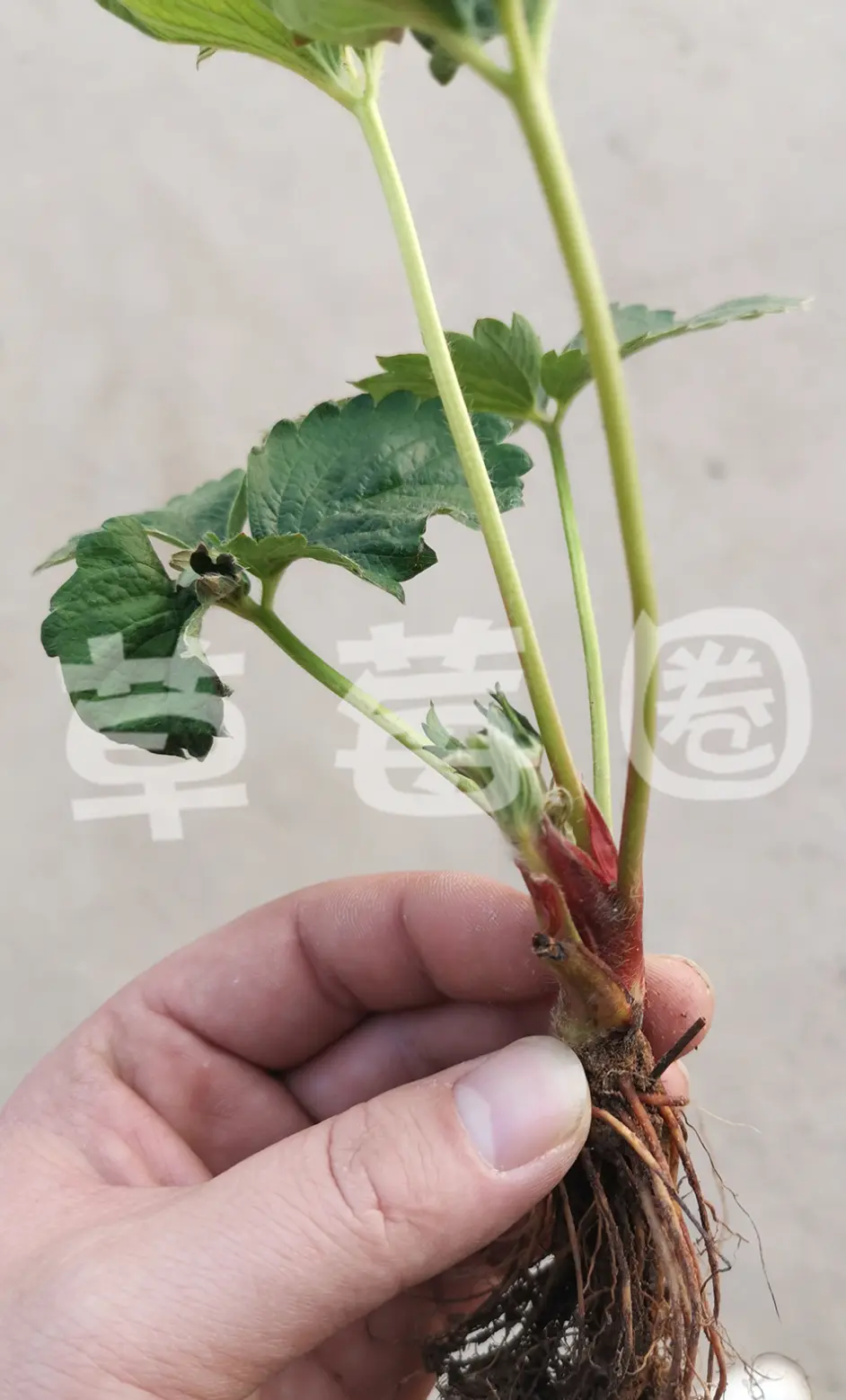 草莓芽线虫图片