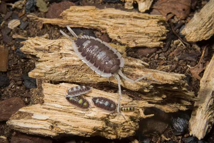 porcellio succinctus(西班牙简洁鼠妇)
