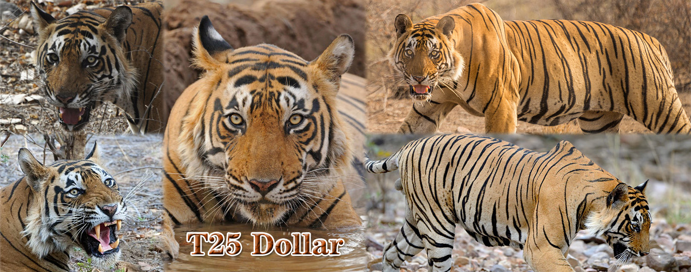 【伦腾堡】编号名虎五视图