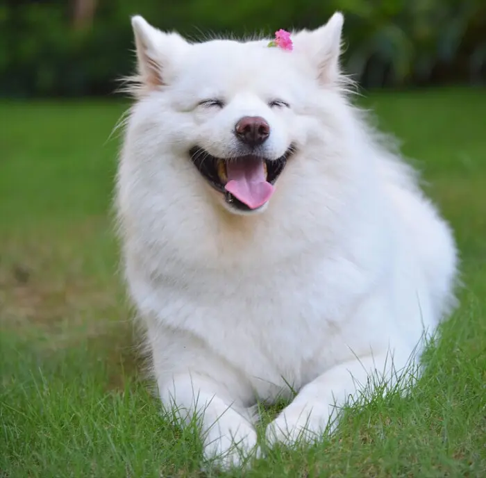 最漂亮的8种狗狗，第一名毫无争议，你最喜欢哪一只？