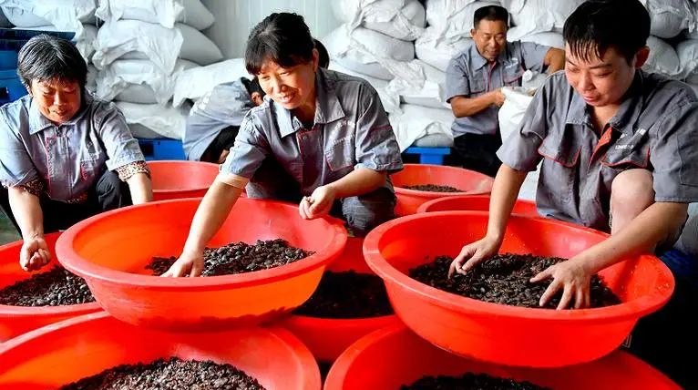 湖北博丰农业科技有限公司为用户提供土元养殖技术特点 - 哔哩哔哩