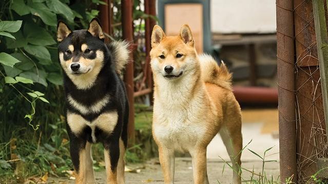 看似一样的柴犬 其实也分不同的脸型 你喜欢圆脸还是尖脸 哔哩哔哩