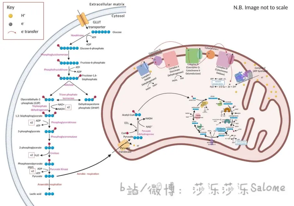 细胞呼吸复习资料 Cellular Respiration 哔哩哔哩