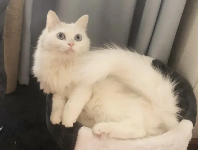 狮子猫猫传腹治疗停针 毕业总结 哔哩哔哩