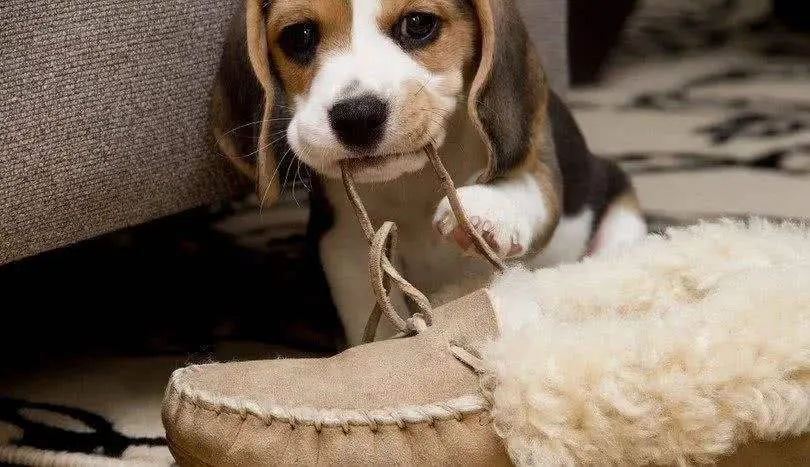 这5种 调皮狗 你敢养吗 别怪我没提醒你 哔哩哔哩