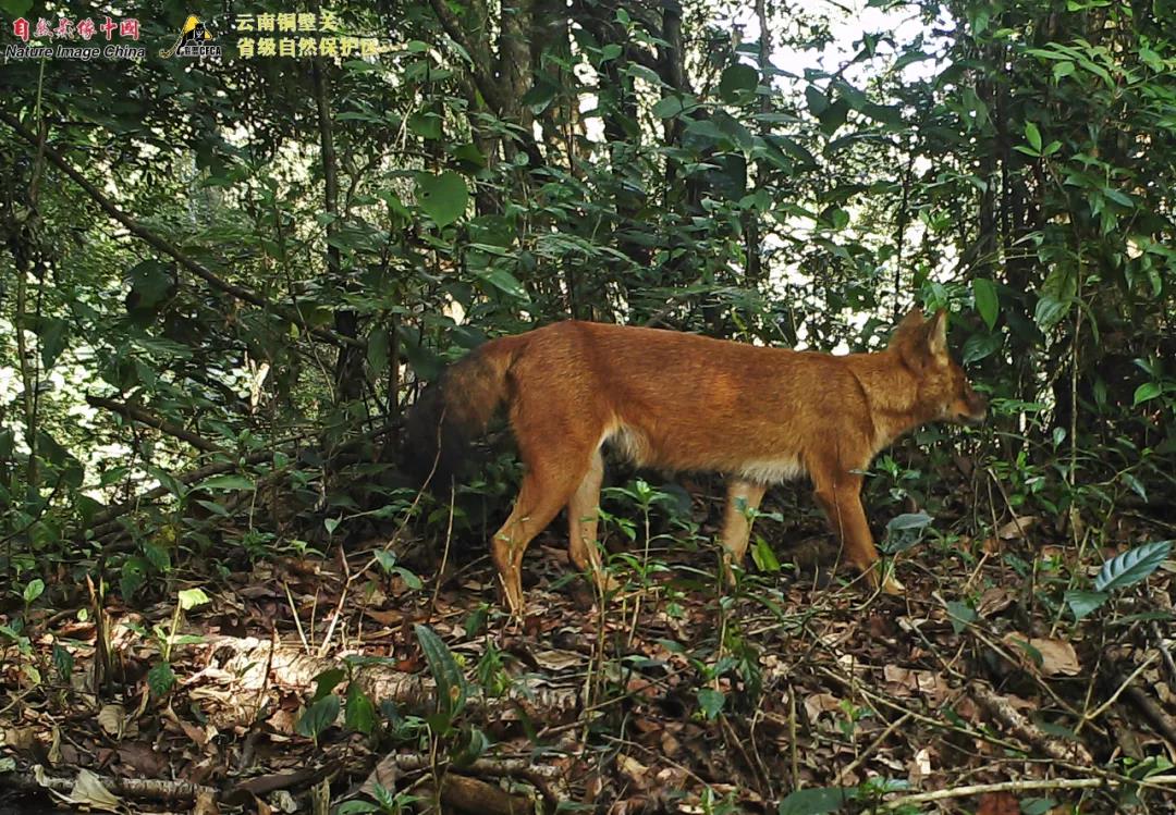 转载狼和豹猫升国二六种灵猫国一作者猫盟cfca