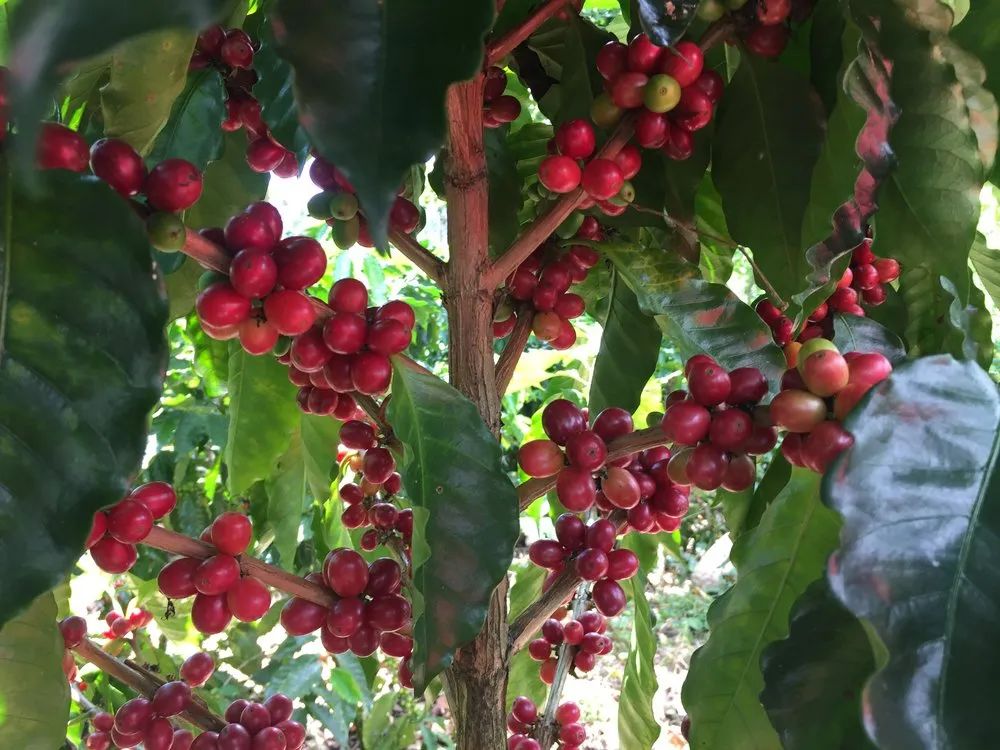 前街咖啡寻豆记 | 巴拿马巴鲁火山产区小农精选系列阿波罗