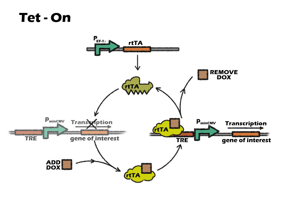 Tet-on/off 系统—实现基因的诱导表达 - 哔哩哔哩
