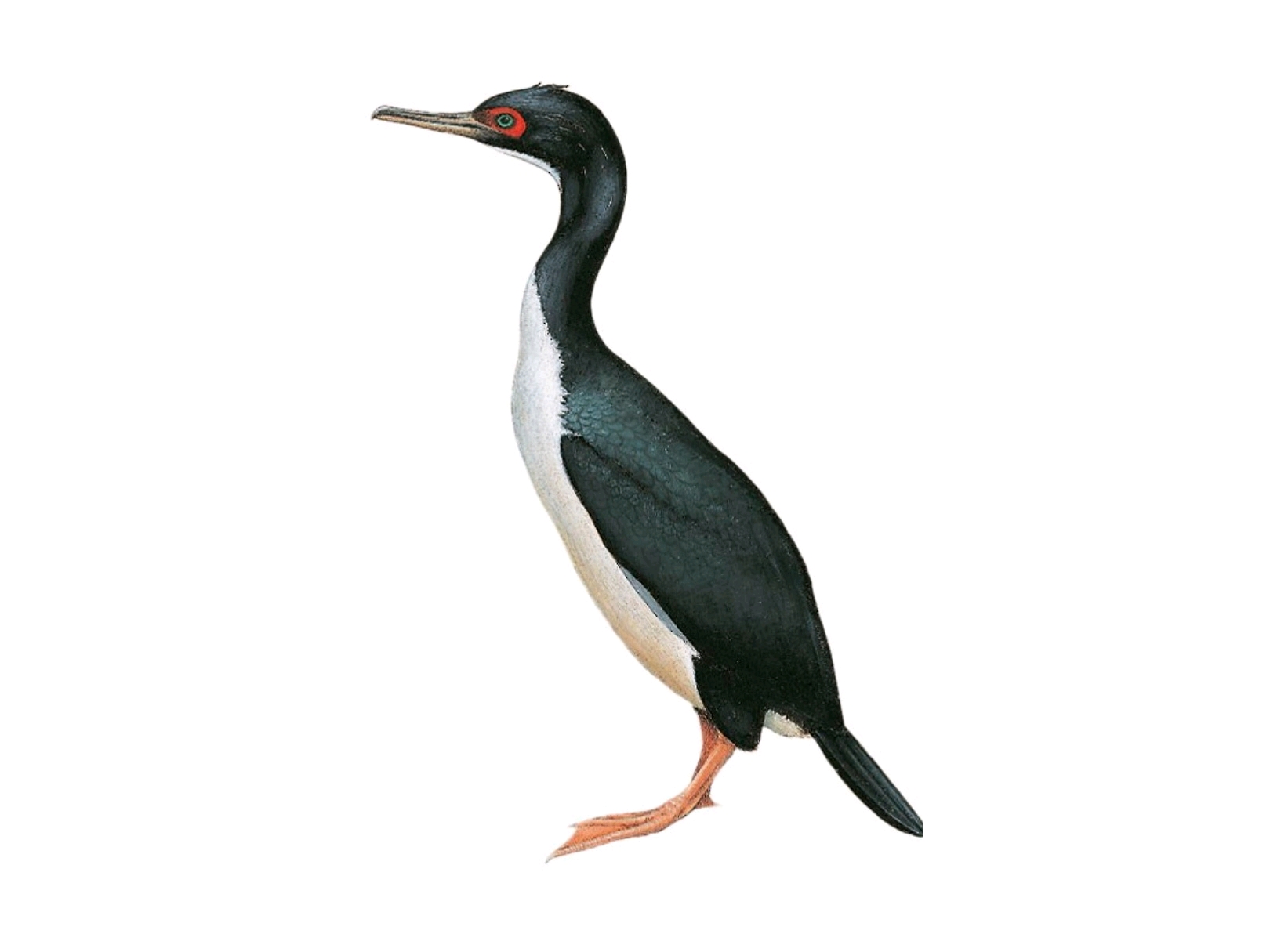 世界鸟类图鉴鲣鸟目 哔哩哔哩