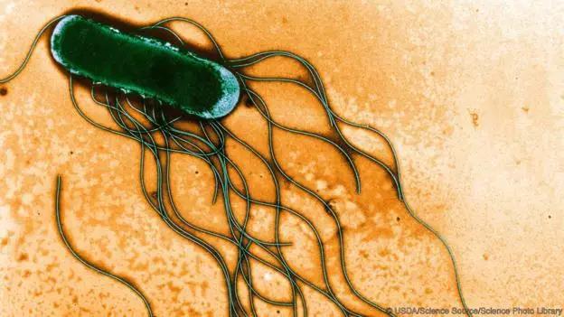 食物掉地上了,还能捡起来吃掉吗?| 球答