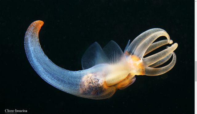深海软体动物1深海环境与可利用的生物海床睡前软体动物学35