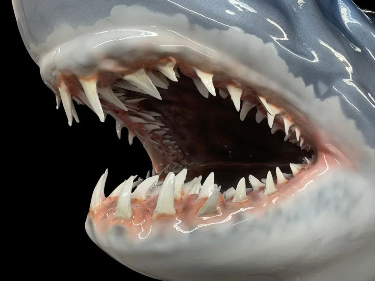 【生肉】鲨类及全部软骨鱼类的分类与演化_哔哩哔哩_bilibili