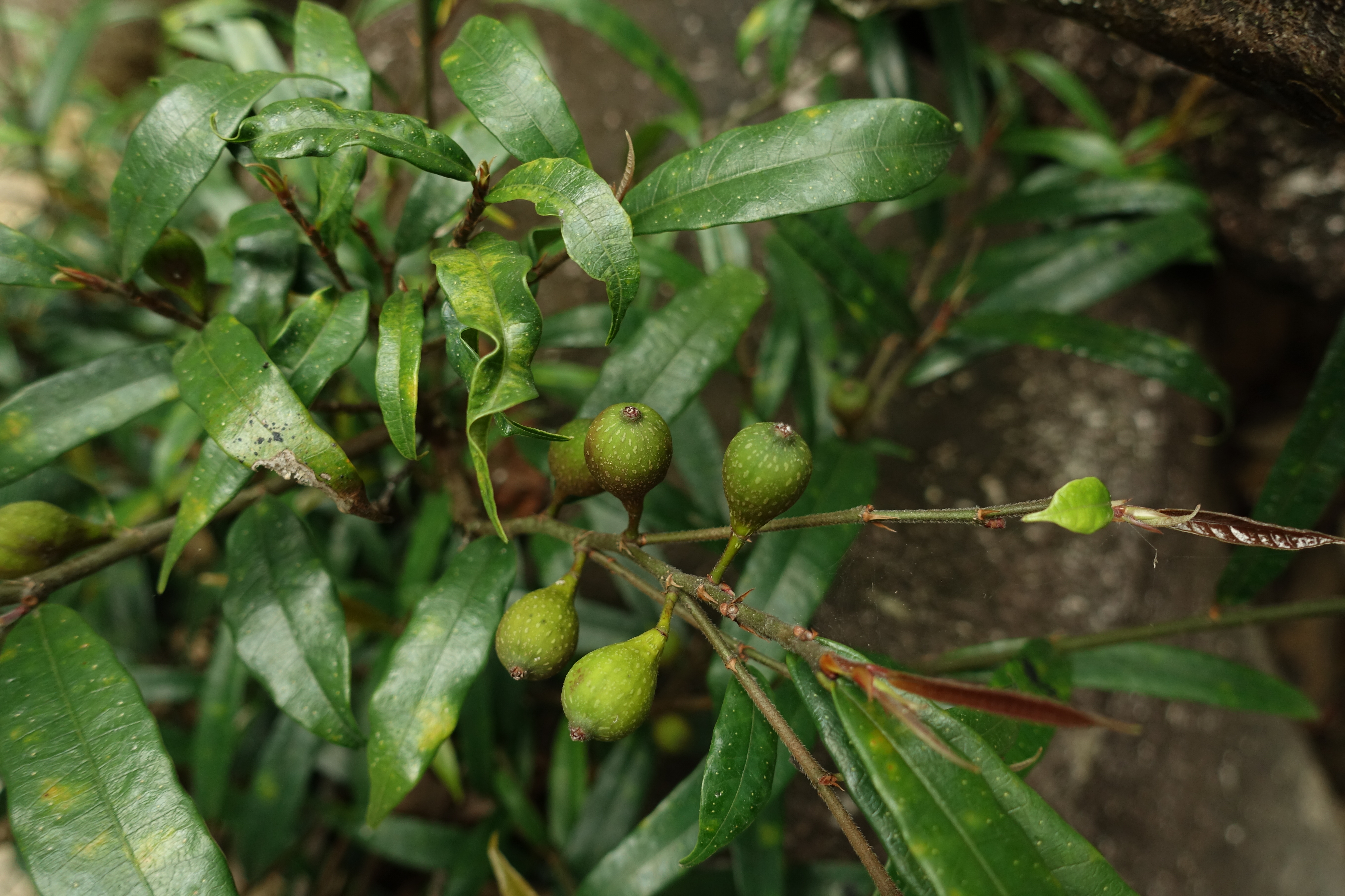 广东仲春植物赏