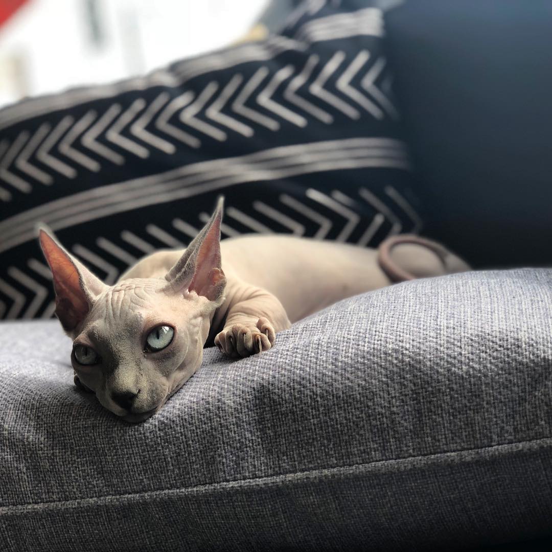 无毛猫真的是过敏体质者的福音吗?不一定,反而