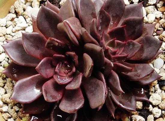 多肉植物 五种景天科拟石莲花属 哔哩哔哩