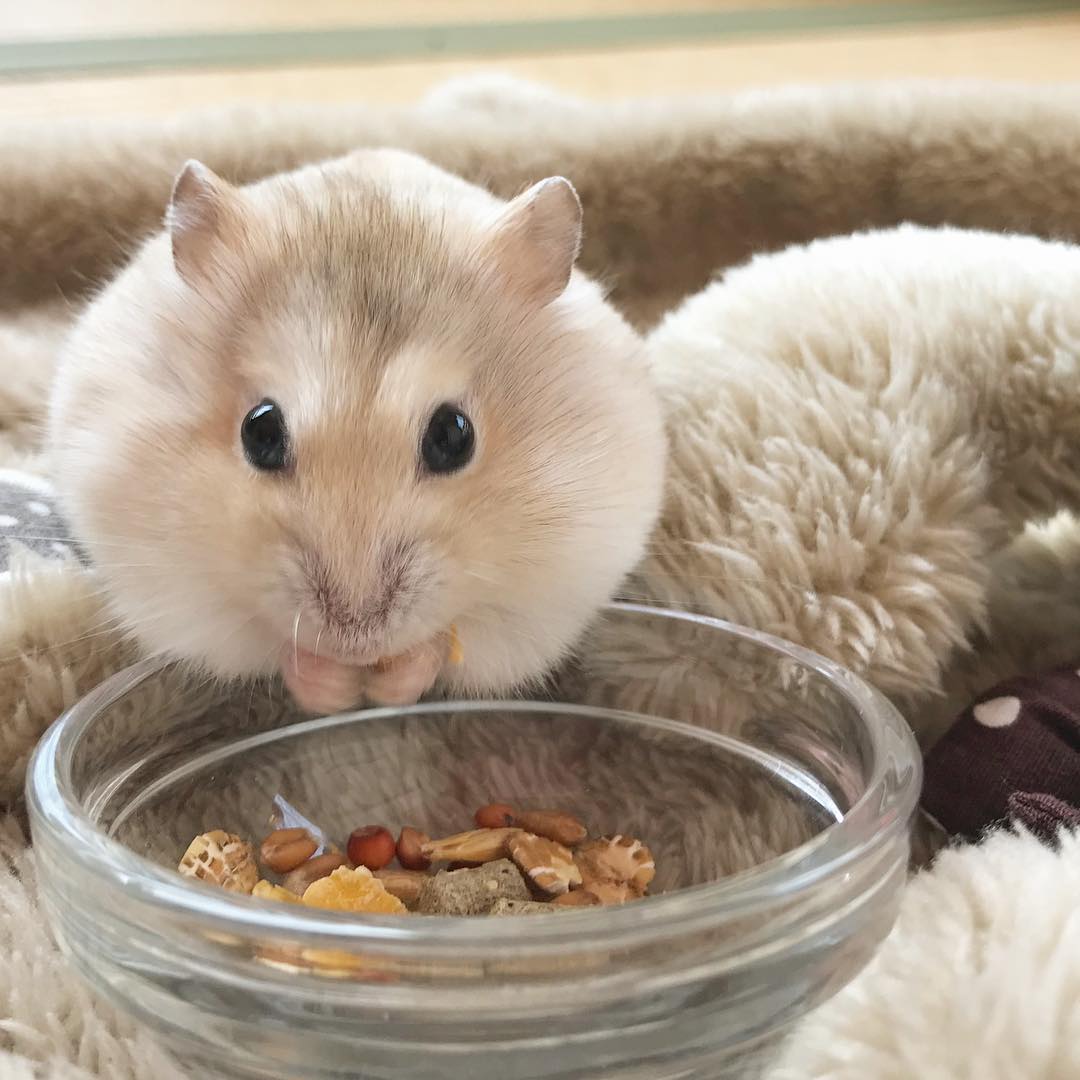 最萌仓鼠|奇葩主人是这样给鼠鼠保暖的