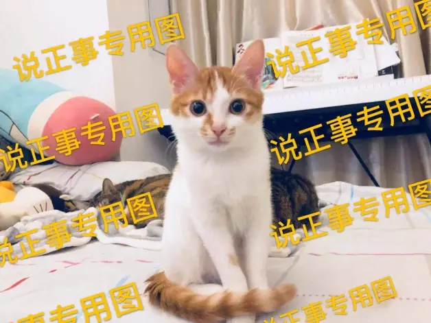 别没事儿吓猫 猫是真的有可能会被吓死的 哔哩哔哩