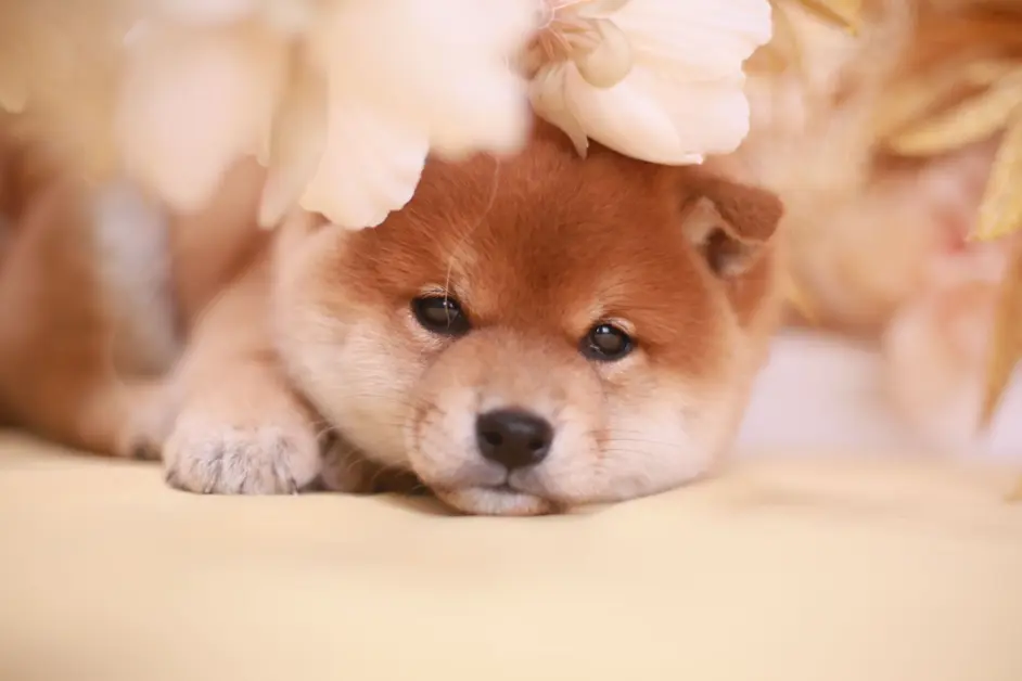 豆柴购买分析大全 哔哩哔哩