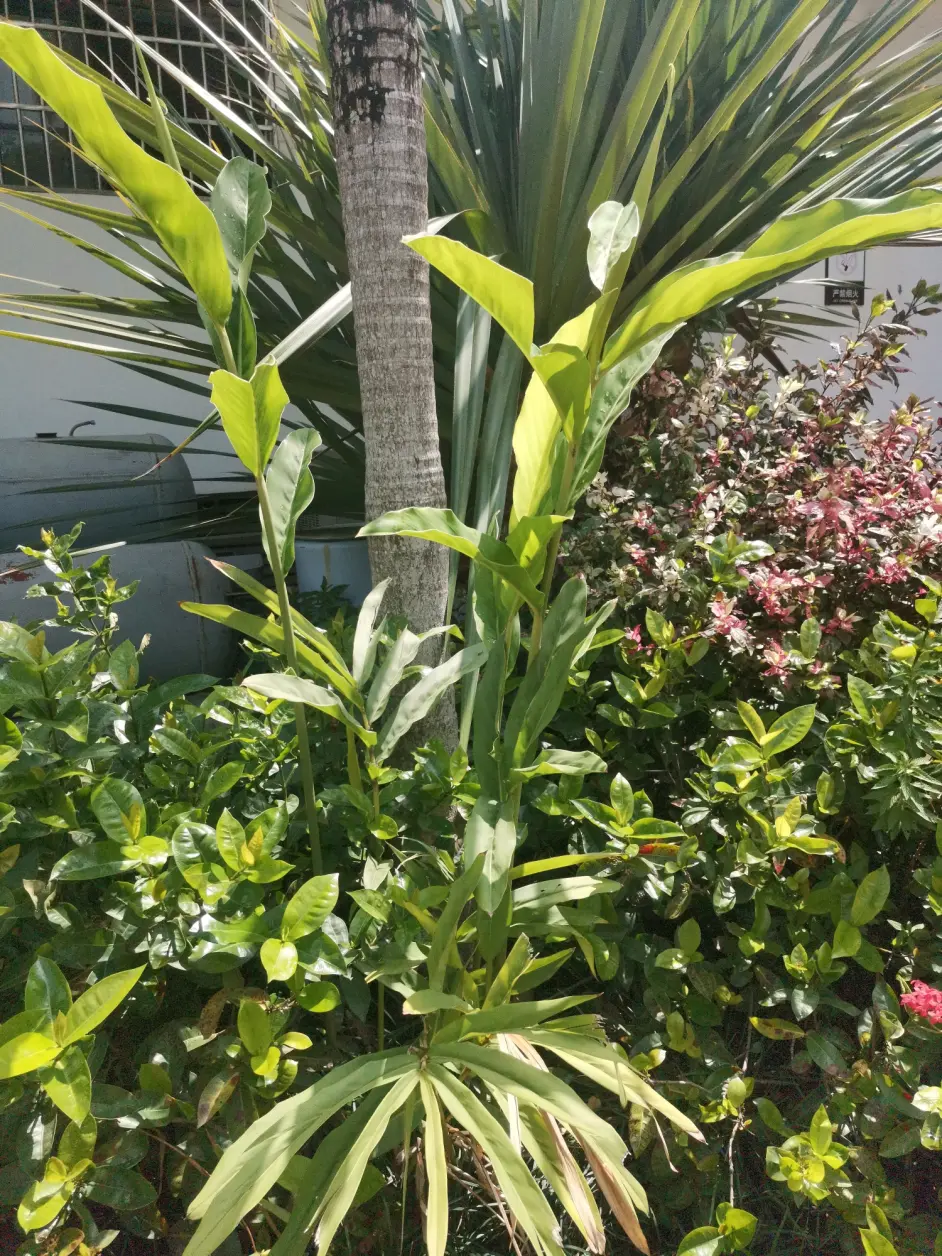 土塔药 贺哈 红豆蔻根 哔哩哔哩