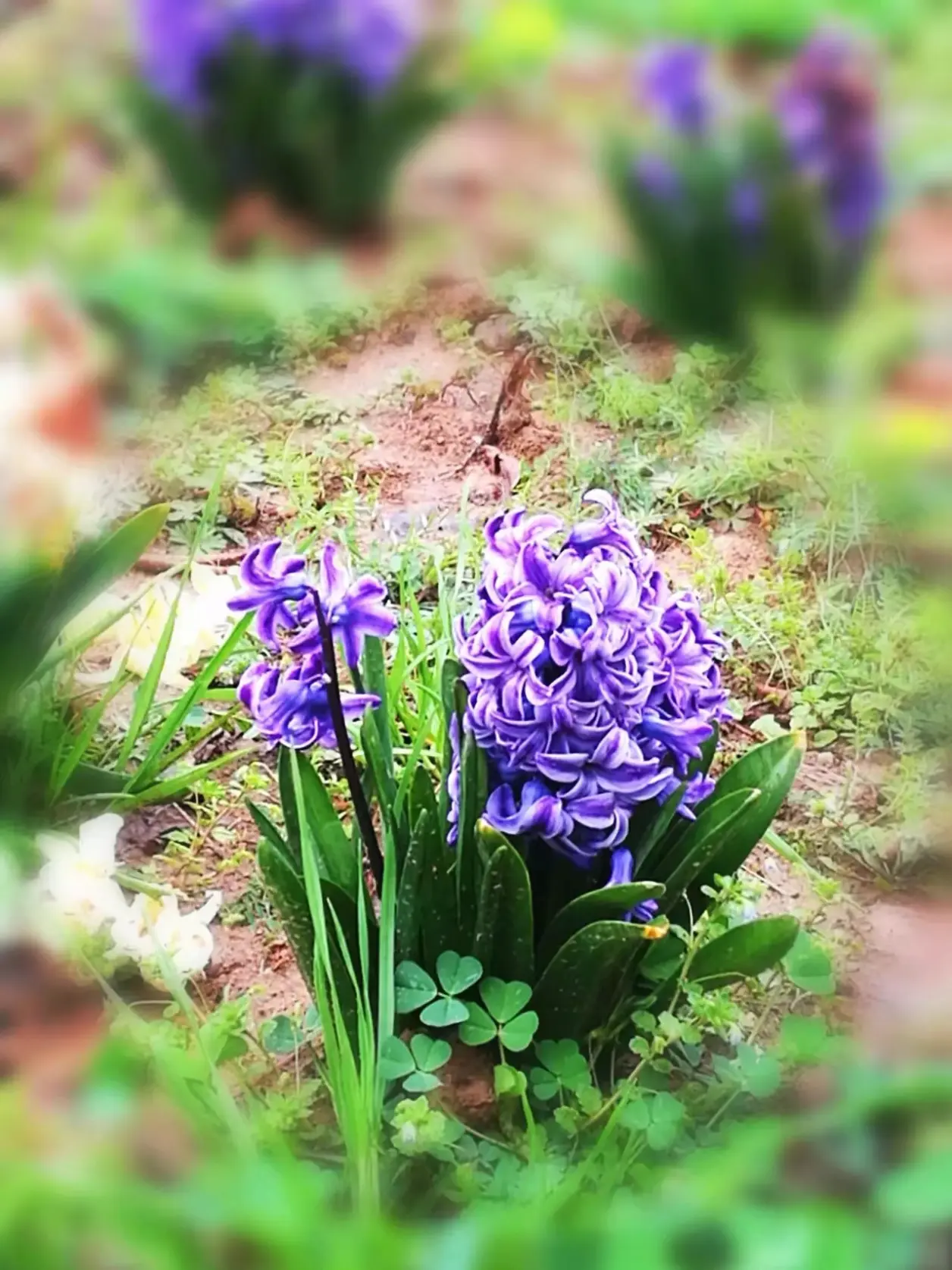 当季开花植物一览(石蒜科,百合科篇续)